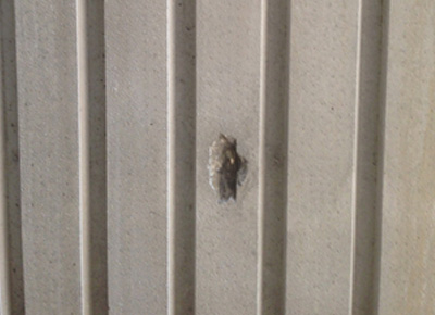 コンクリート補修　公共施設建築工事1施工前